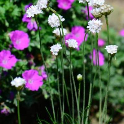 Engels gras - Armeria maritima 'Alba'