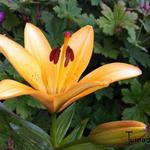 Lilium oriental - Lelie