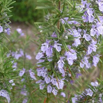 Rosmarinus officinalis 'Sissinghurst Blue'