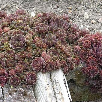 Sempervivum 'Commander Hay'