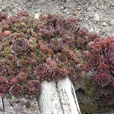 Huislook - Sempervivum 'Commander Hay'