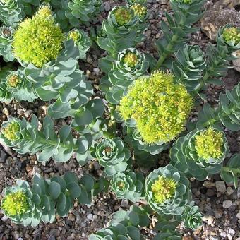 Sedum roseum