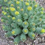 Sedum roseum - Rozewortel