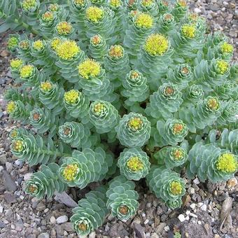 Sedum roseum