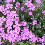 Phlox subulata 'Purpurteppich' - Kruipphlox