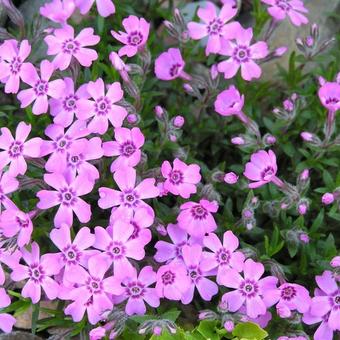 Phlox subulata 'Purpurteppich'