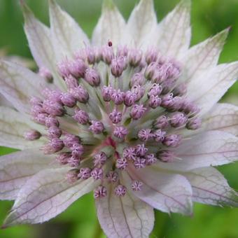 Astrantia 'Neeltje'