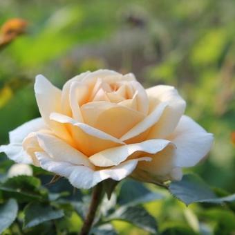 Rosa 'Marie Curie mutant'