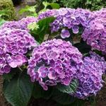 Hydrangea macrophylla 'Hopcorn' - Hortensia