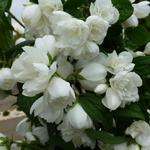 Philadelphus 'Snowbelle' - Boerenjasmijn