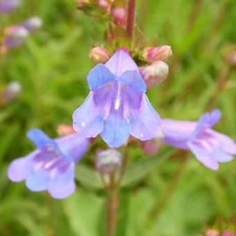 Penstemon heterophyllus 'Catherine de la Mare'