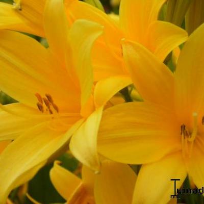 Daglelie - Hemerocallis lilioasphodelus