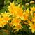 Hemerocallis lilioasphodelus