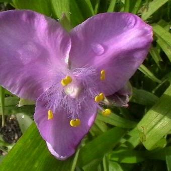 Tradescantia andersoniana 'Rubra'