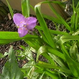 Tradescantia andersoniana 'Rubra'