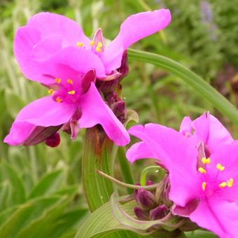 Tradescantia andersoniana 'Red Grape'