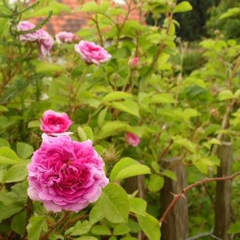 Rosa 'Russelliana'