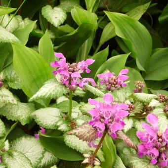 Lamium maculatum