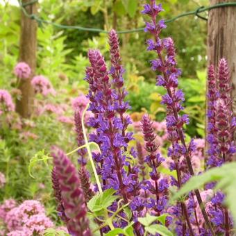 Salvia nemorosa 'Caradonna'