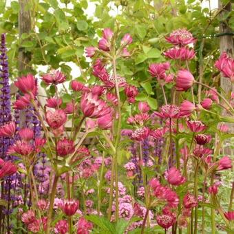 Astrantia carniolica 'Rubra'