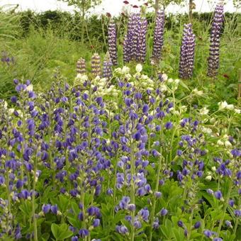 Baptisia australis