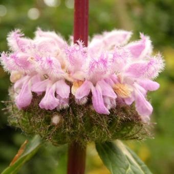 Phlomis tuberosa 'Amazone'