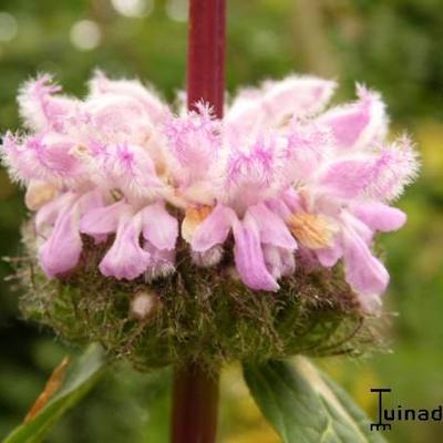 Phlomis tuberosa 'Amazone' - Brandkruid