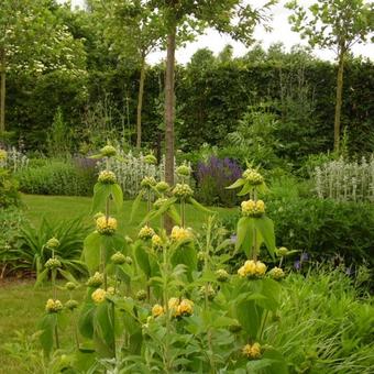 Phlomis russeliana