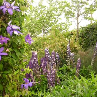 Lupinus  russell 'The Governor'