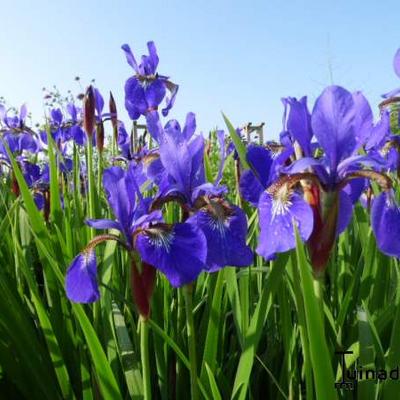 Iris sibirica - Siberische lis