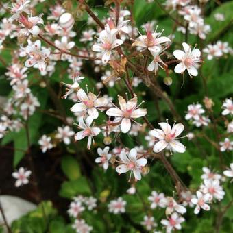 Saxifraga x urbium