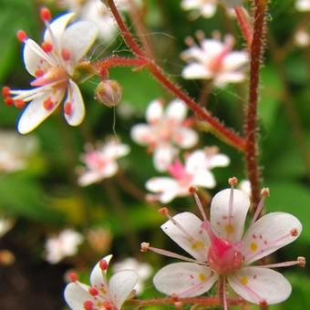 Saxifraga x urbium