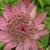 Astrantia