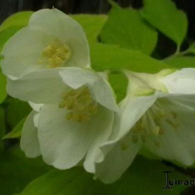 Philadelphus coronarius 'Aureus' - Boerenjasmijn