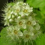 Physocarpus opulifolius 'Dart's Gold' - Sneeuwbalspirea / blaasspirea