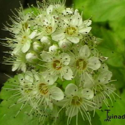 Physocarpus opulifolius 'Dart's Gold' - Sneeuwbalspirea / blaasspirea