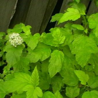 Physocarpus opulifolius 'Dart's Gold'