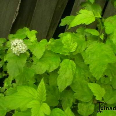 Sneeuwbalspirea / blaasspirea - Physocarpus opulifolius 'Dart's Gold'