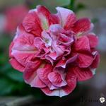 Petunia Tumbelina 'Cherry Ripple' - Hangpetunia