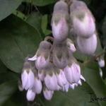 Deutzia scabra - Bruidsbloem