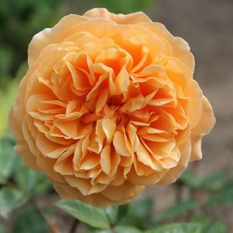 Rosa 'Crown Princess Margareta'