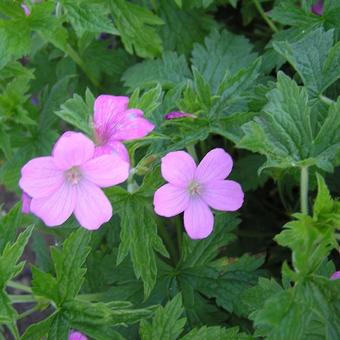 Geranium x oxonianum 'Rose Clair'