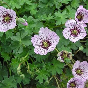 Geranium cinereum 'Rothbury Gem'