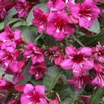 Weigela 'Bristol Ruby' - Weigelia