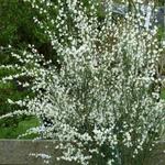 Cytisus x praecox 'White Lion' - Brem