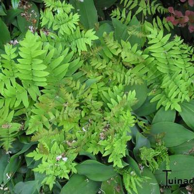 Koningsvaren, Keizersvaren - Osmunda regalis