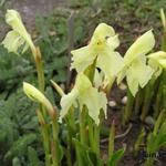 Roscoea cautleyoides - Gemberorchidee