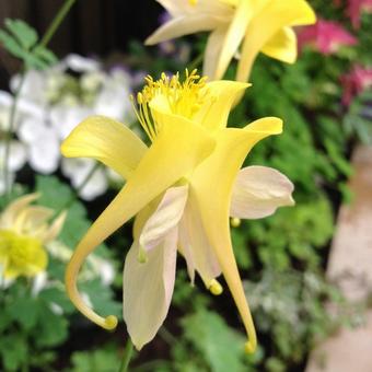 Aquilegia chrysantha 'Yellow Queen'