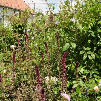 Rode wederik - Lysimachia atropurpurea 'Beaujolais'