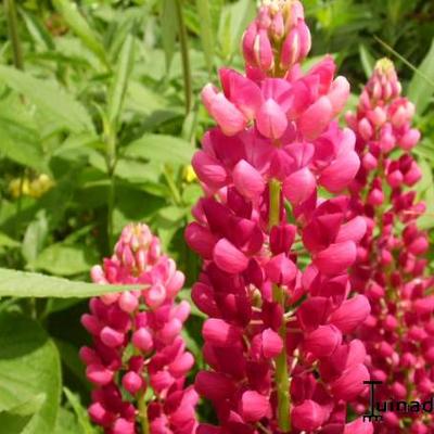 Lupine - Lupinus russell  'My Castle'